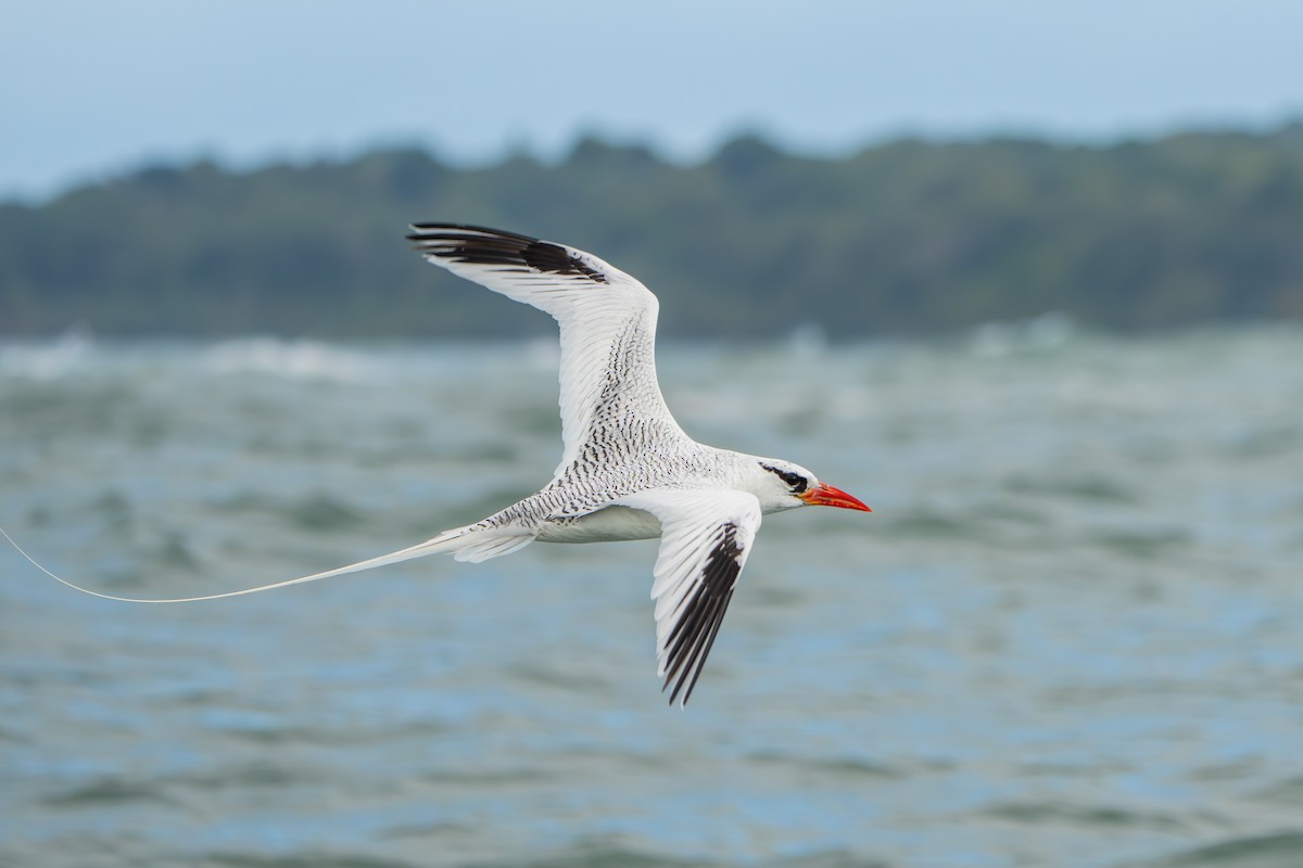 Red-billed Tropicbird - ML642939585