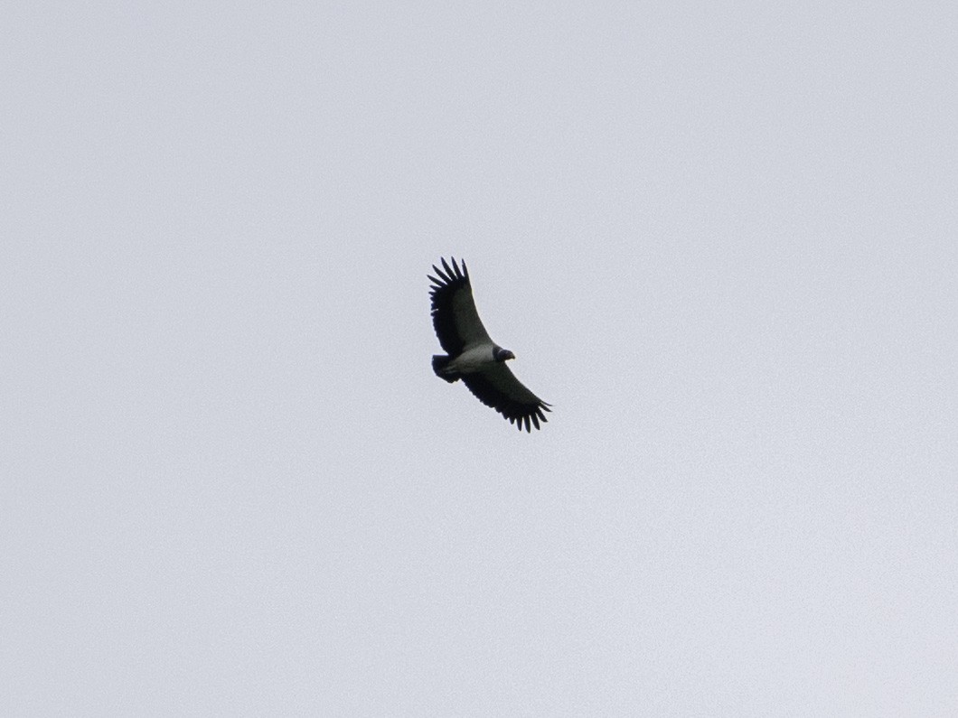 King Vulture - ML642939591