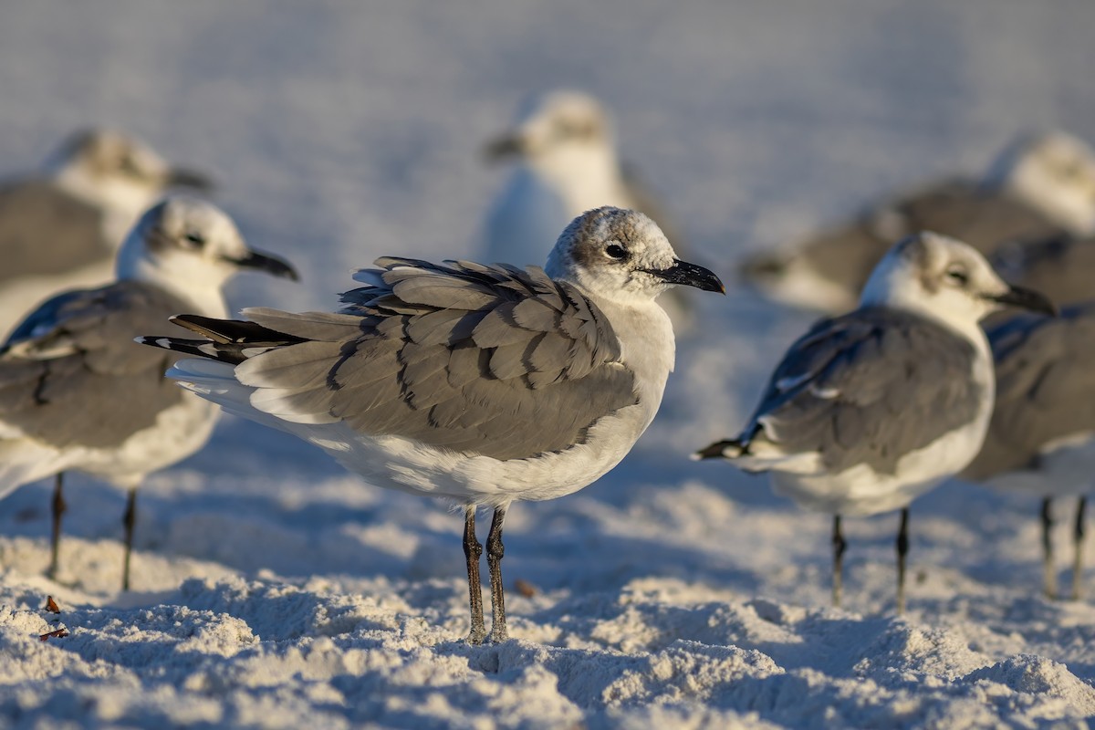 Laughing Gull - ML642939593