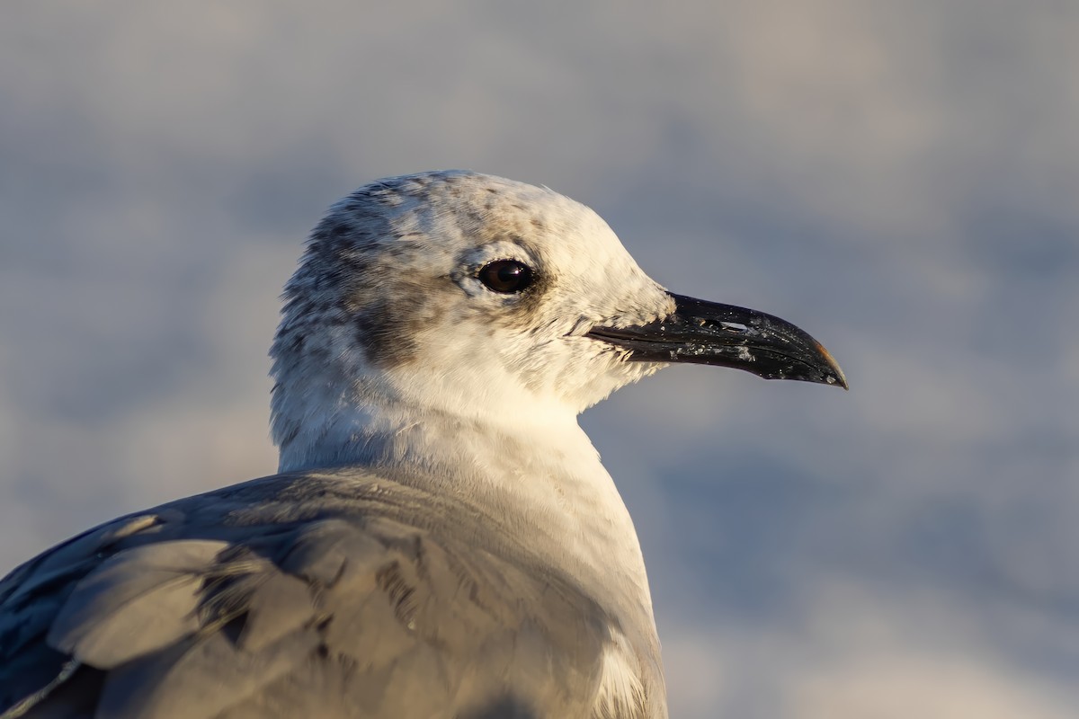 Laughing Gull - ML642939594