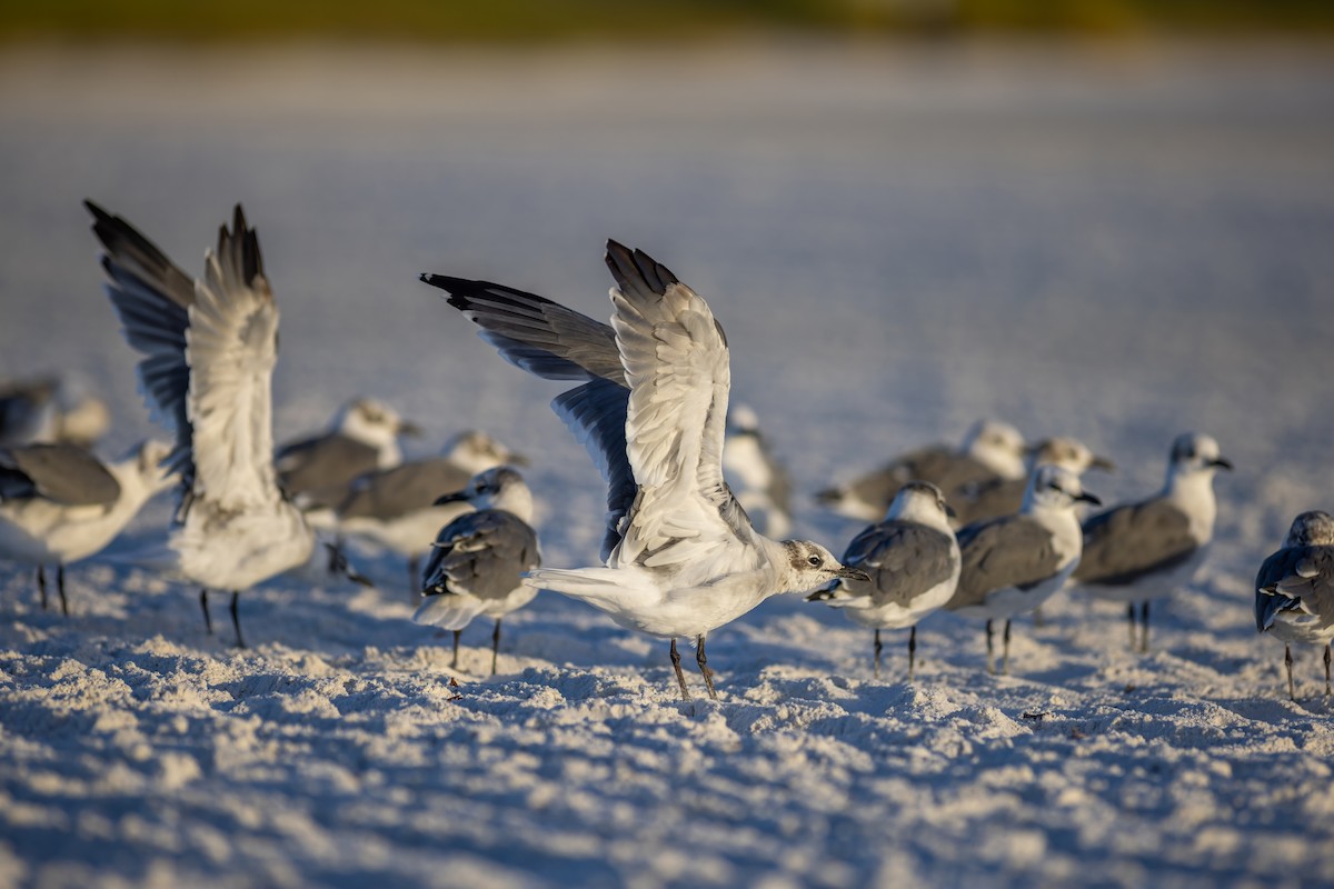 Laughing Gull - ML642939595