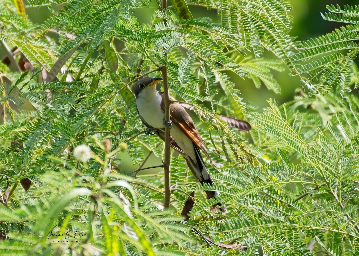 Yellow-billed Cuckoo - ML642939600