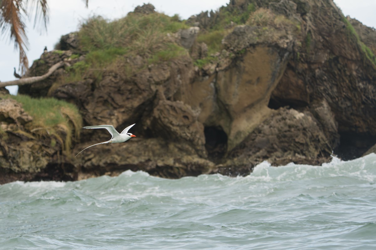 Red-billed Tropicbird - ML642939604