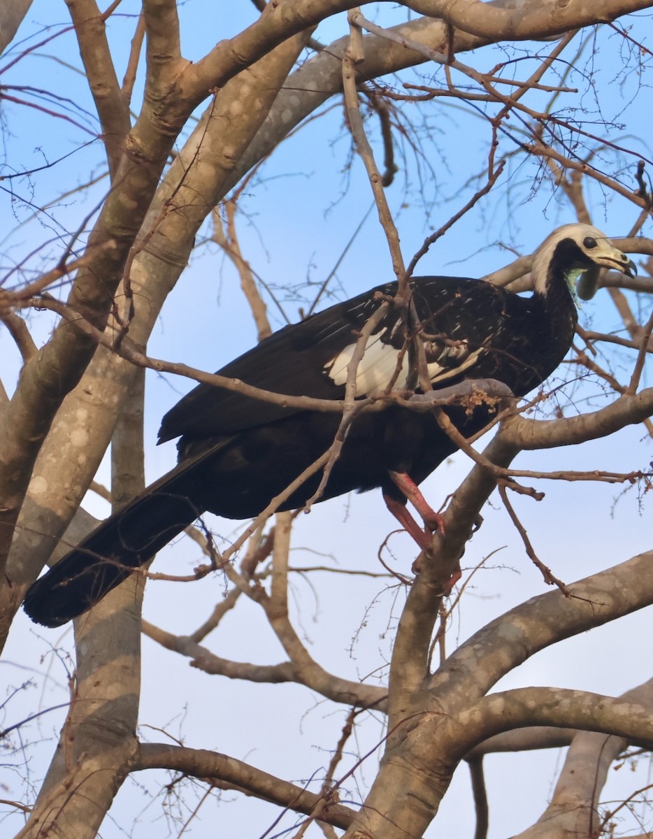 White-throated Piping-Guan - ML642939610