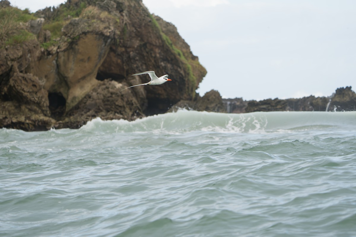Red-billed Tropicbird - ML642939612