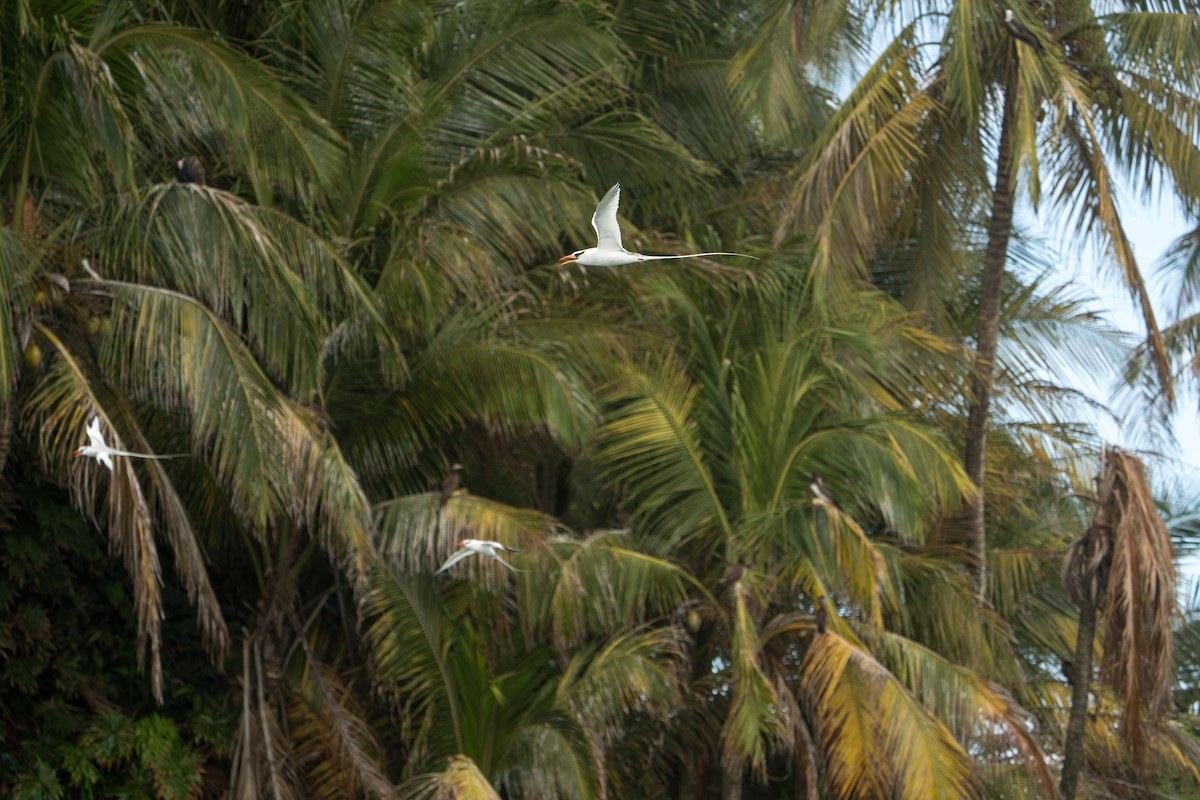 Red-billed Tropicbird - ML642939623