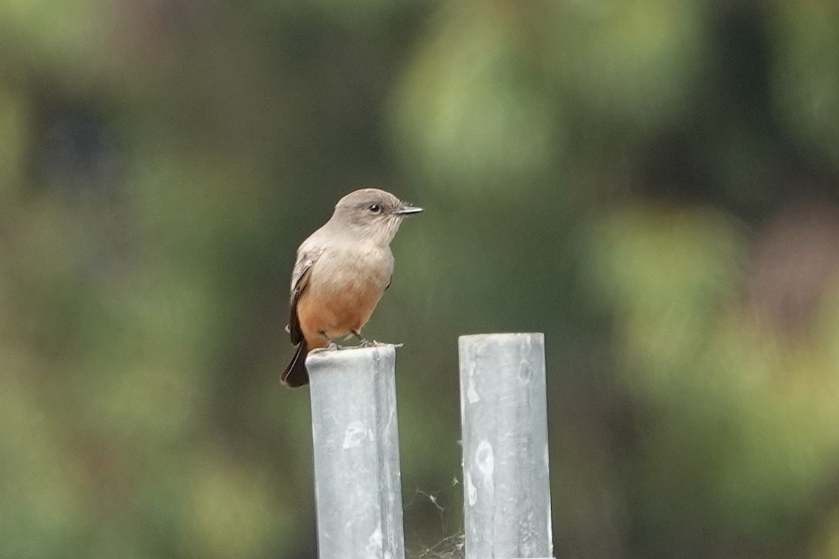 Say's Phoebe - ML642939626