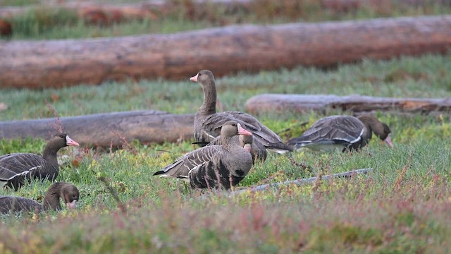 Greater White-fronted Goose - ML642939627