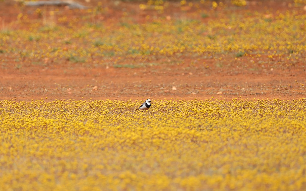 White-fronted Chat - ML642939635