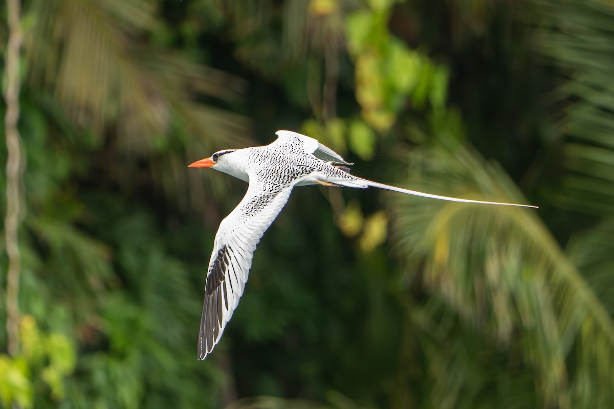 Red-billed Tropicbird - ML642939636