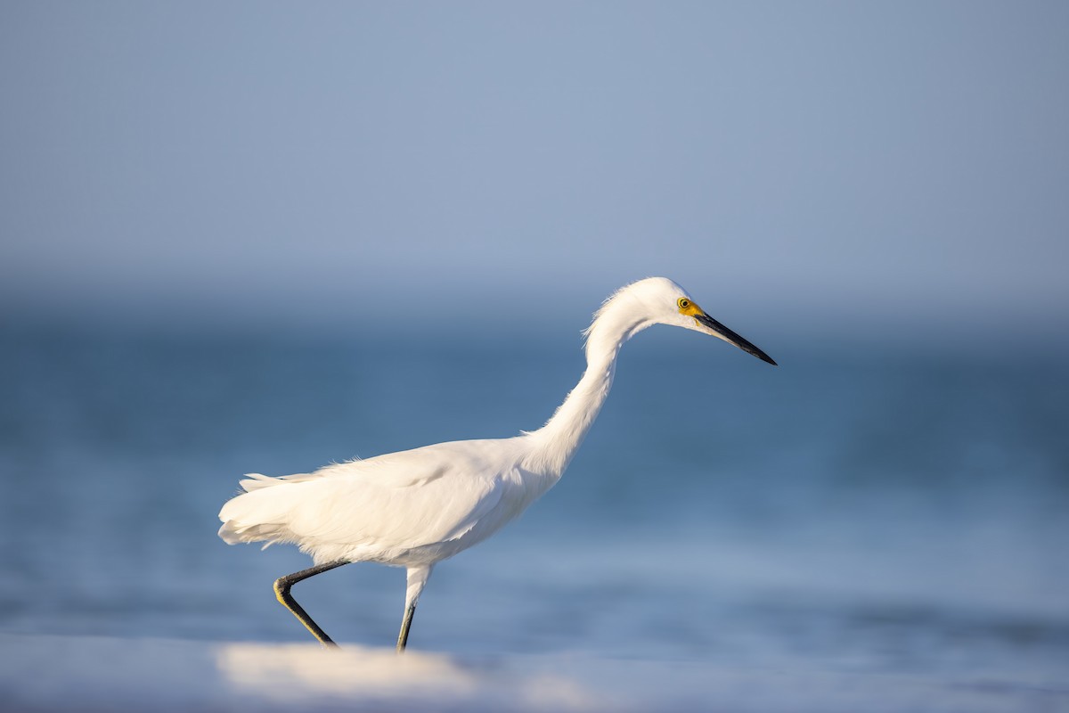Snowy Egret - ML642939651
