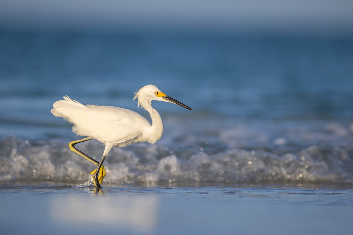 Snowy Egret - ML642939653