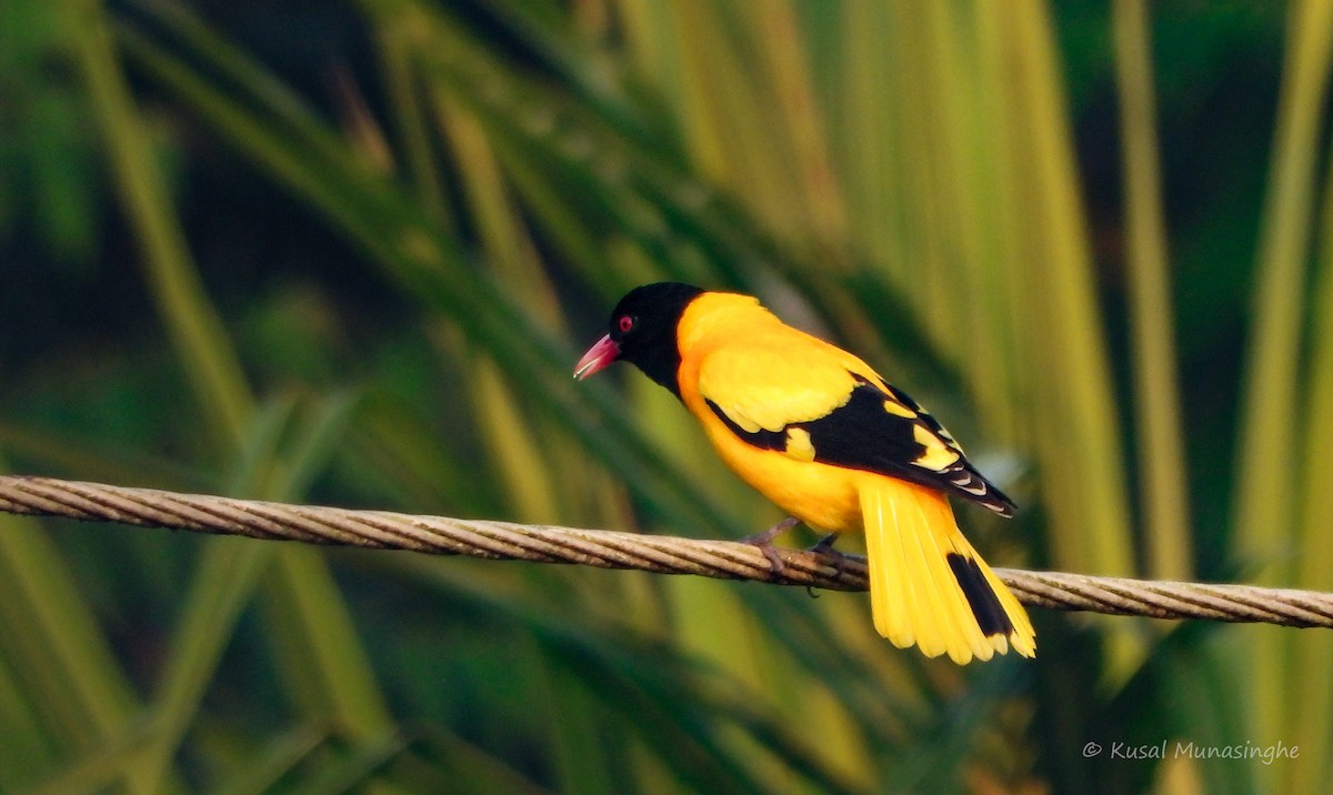 Black-hooded Oriole - ML642939668