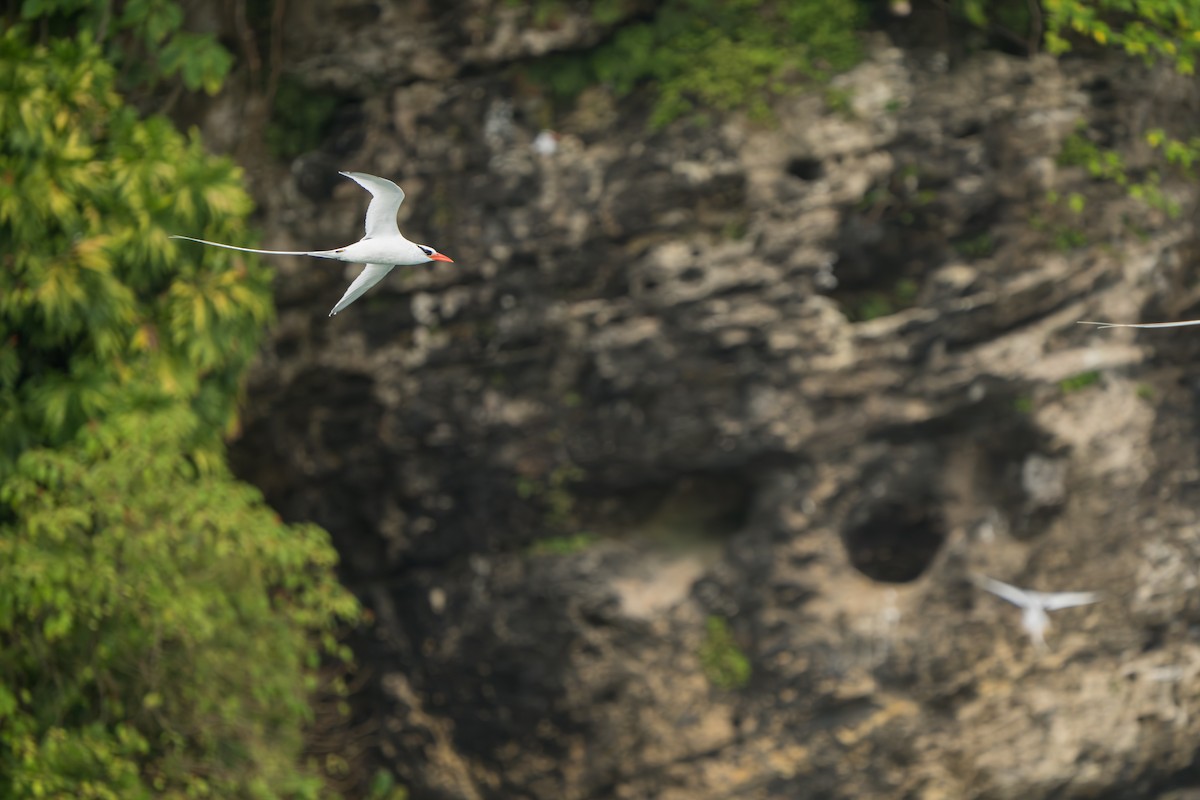 Red-billed Tropicbird - ML642939672