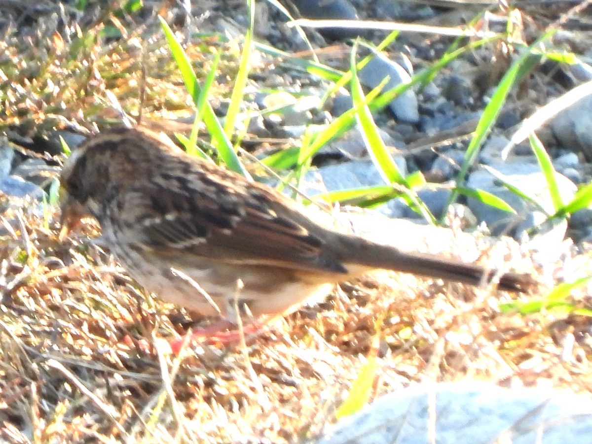 White-throated Sparrow - ML642939678