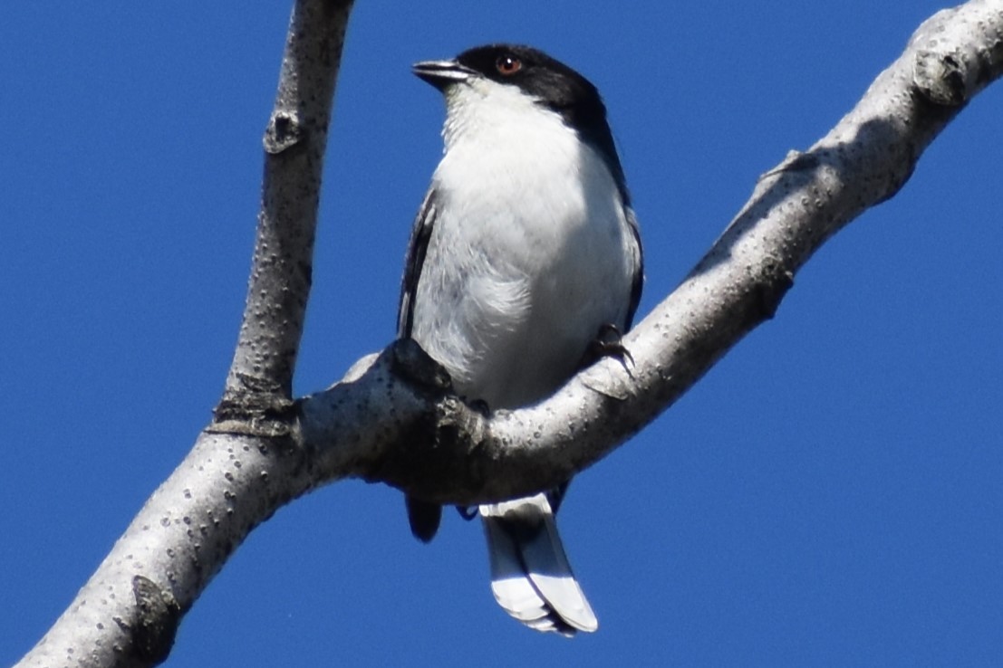 Black-capped Warbling Finch - ML642939679