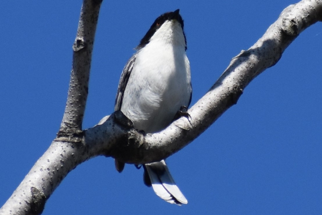 Black-capped Warbling Finch - ML642939680