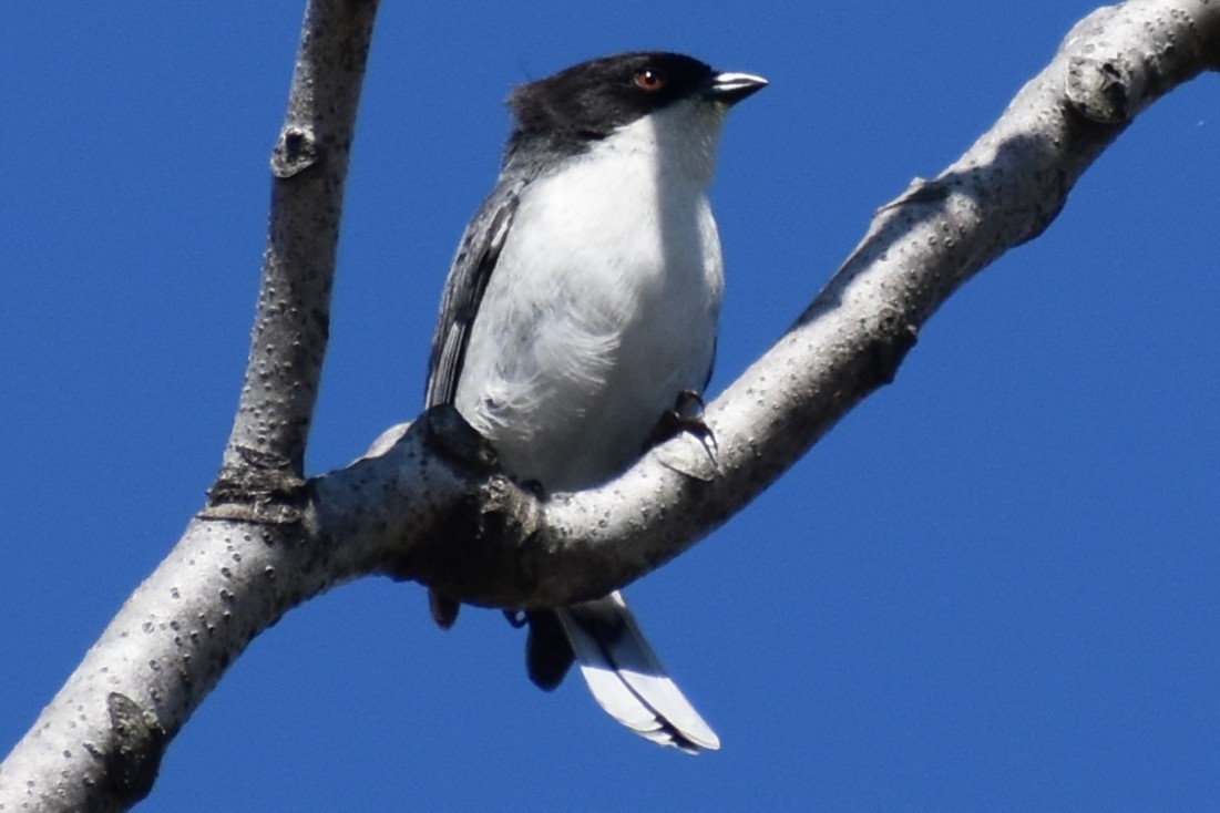 Black-capped Warbling Finch - ML642939681