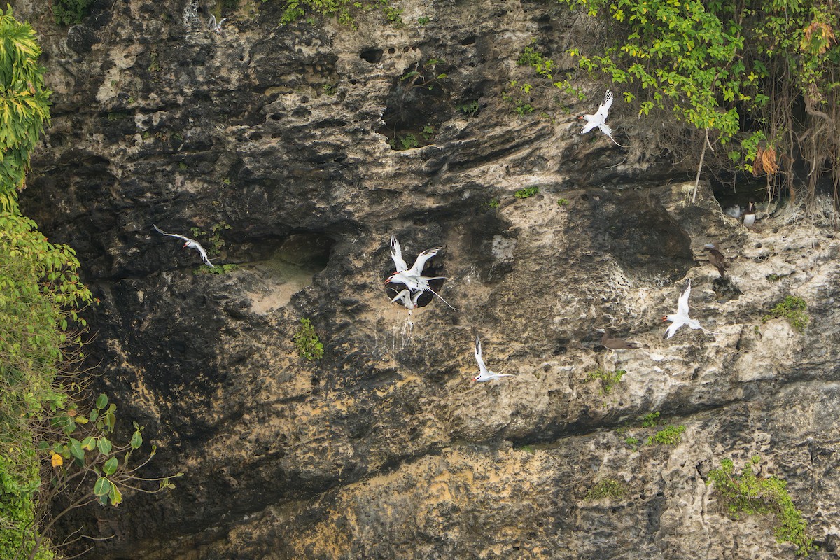 Red-billed Tropicbird - ML642939686