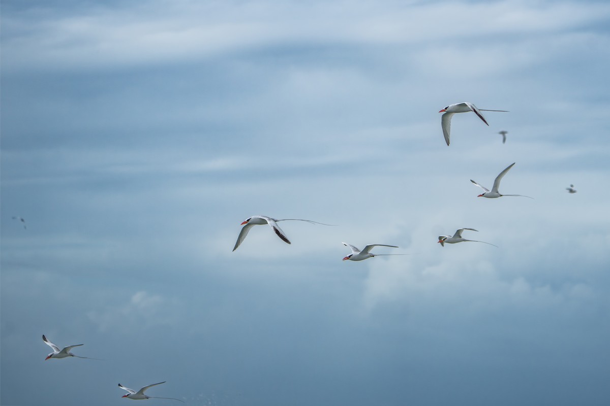 Red-billed Tropicbird - ML642939687