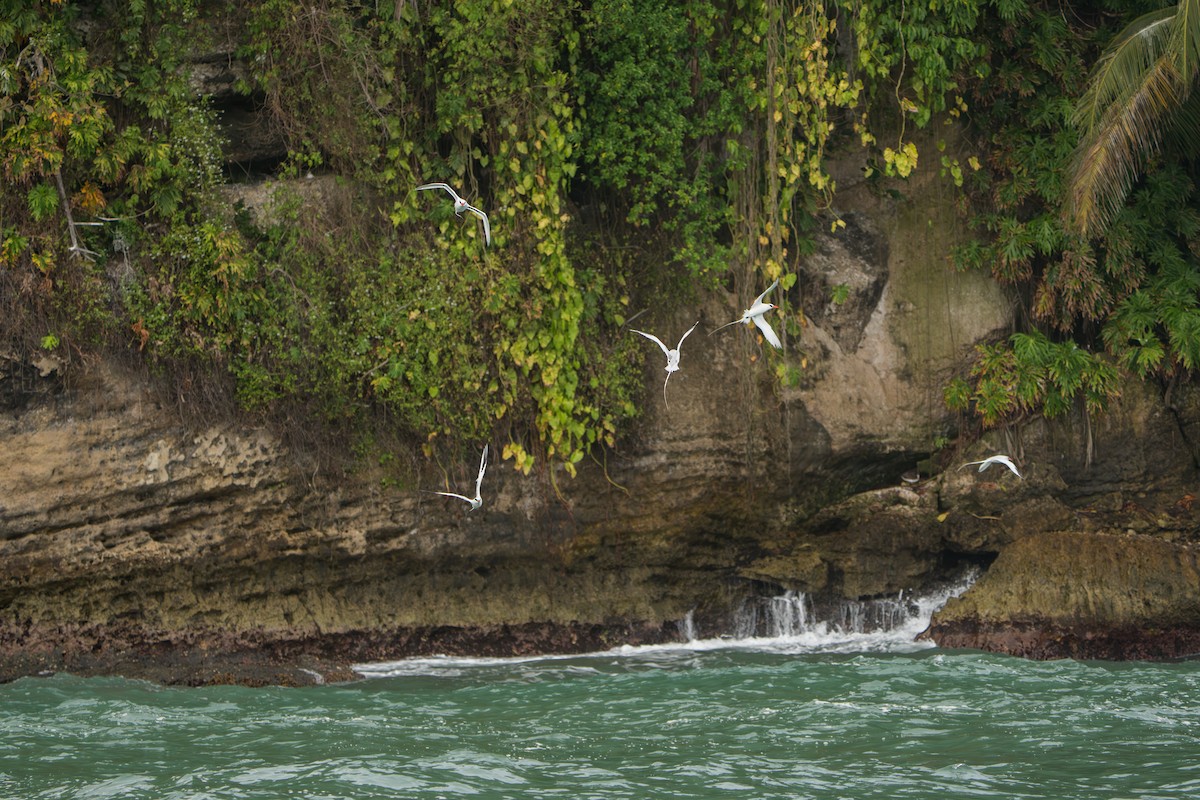 Red-billed Tropicbird - ML642939701