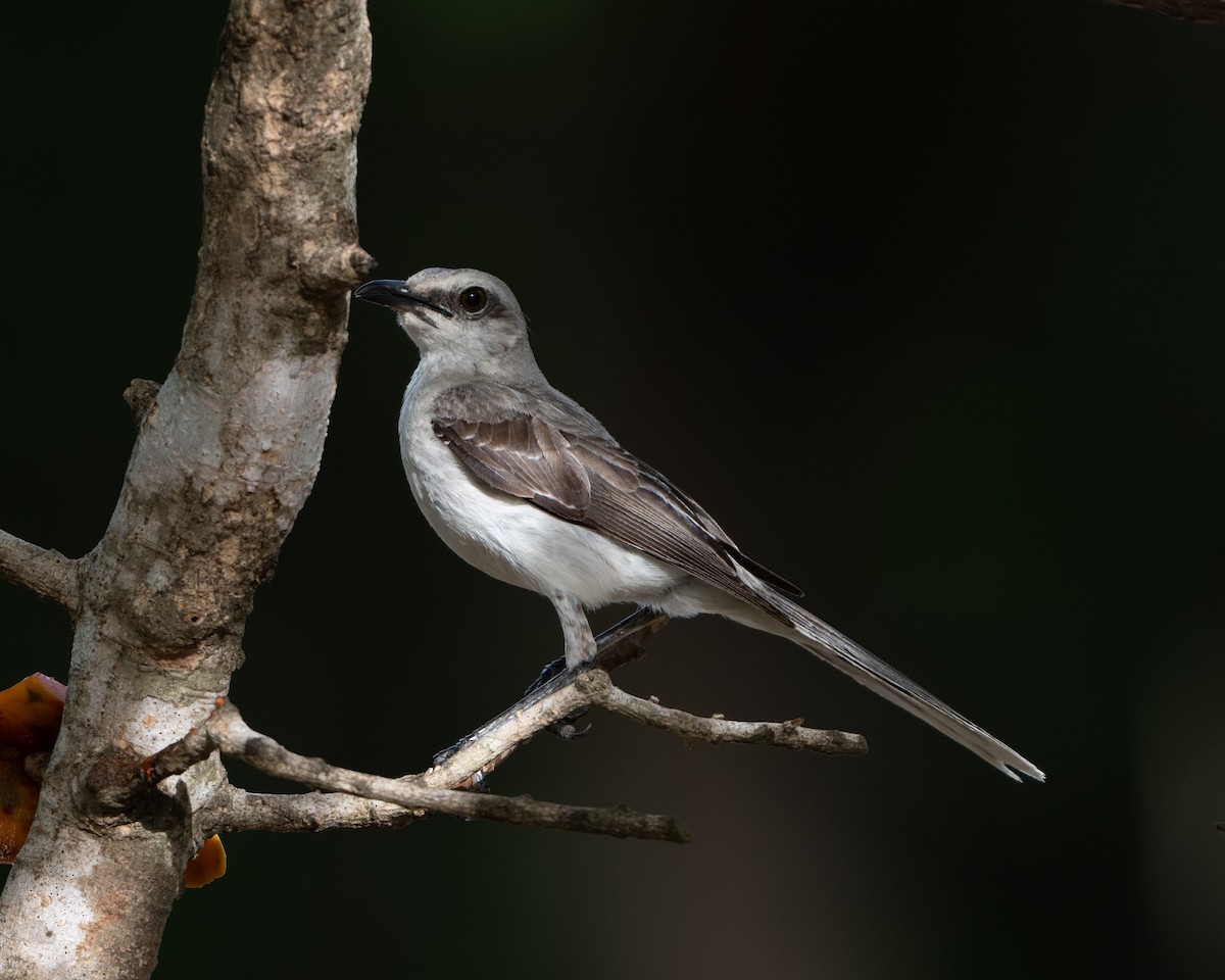 Tropical Mockingbird - ML642939708