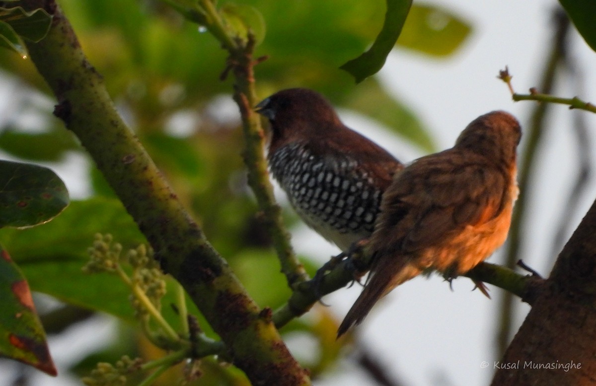 Munia pettosquamato - ML642939709