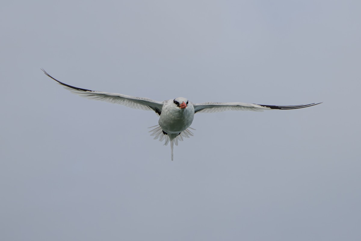 Red-billed Tropicbird - ML642939733