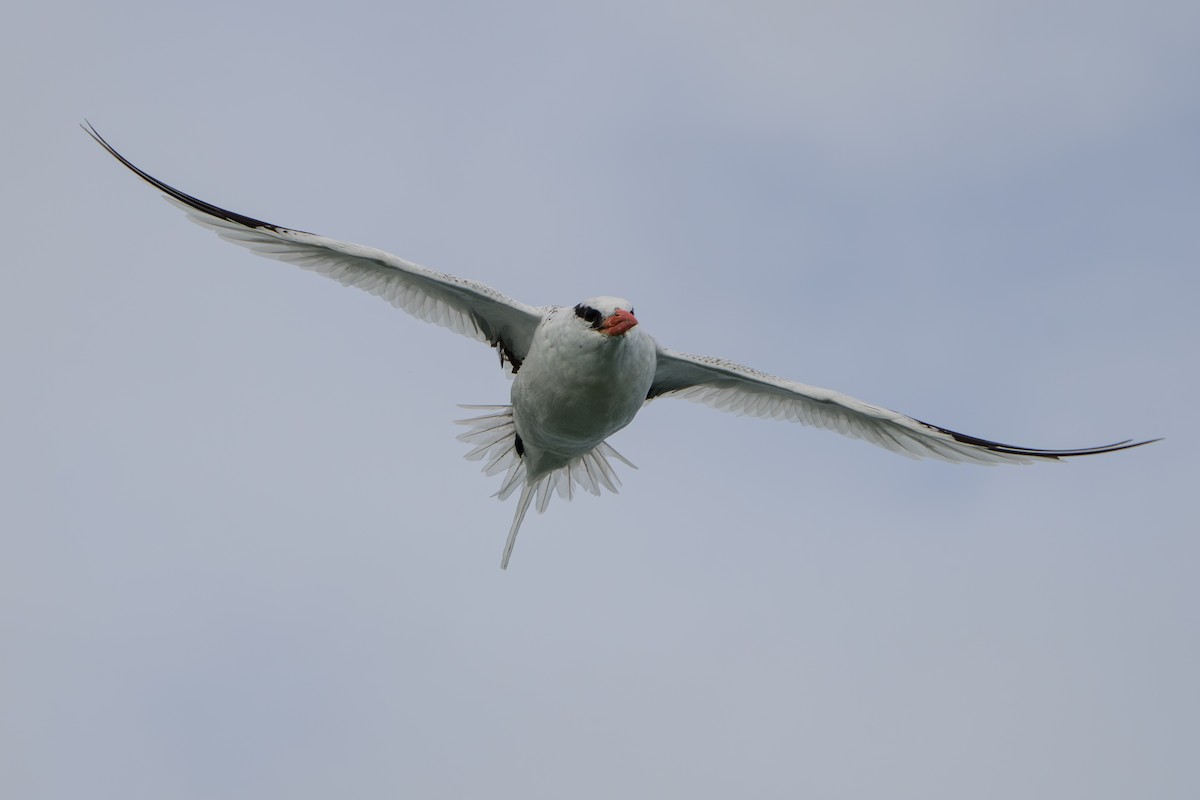 Red-billed Tropicbird - ML642939737