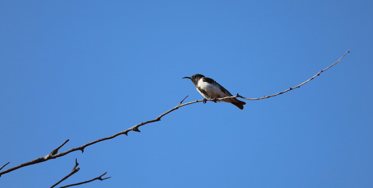 Black Honeyeater - ML642939746