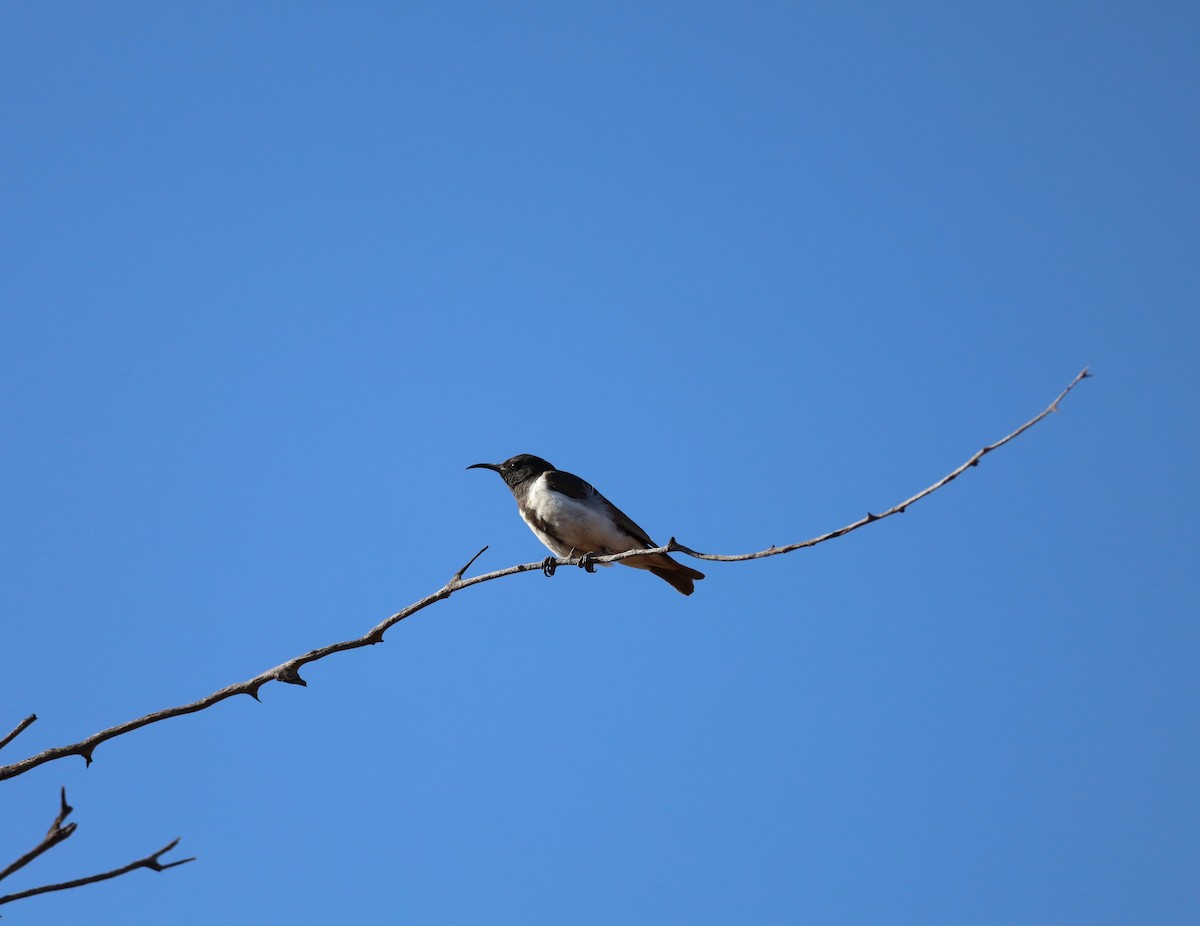 Black Honeyeater - ML642939747