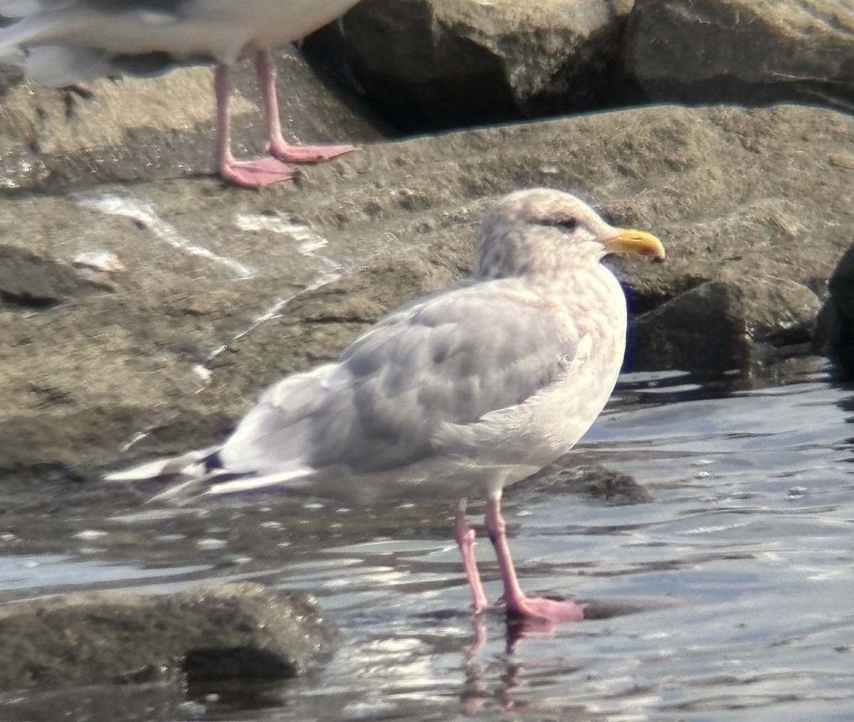Iceland Gull (Thayer's) - ML642939749