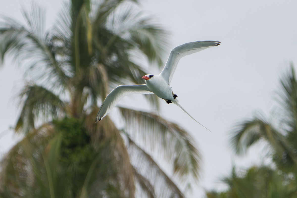Red-billed Tropicbird - ML642939752