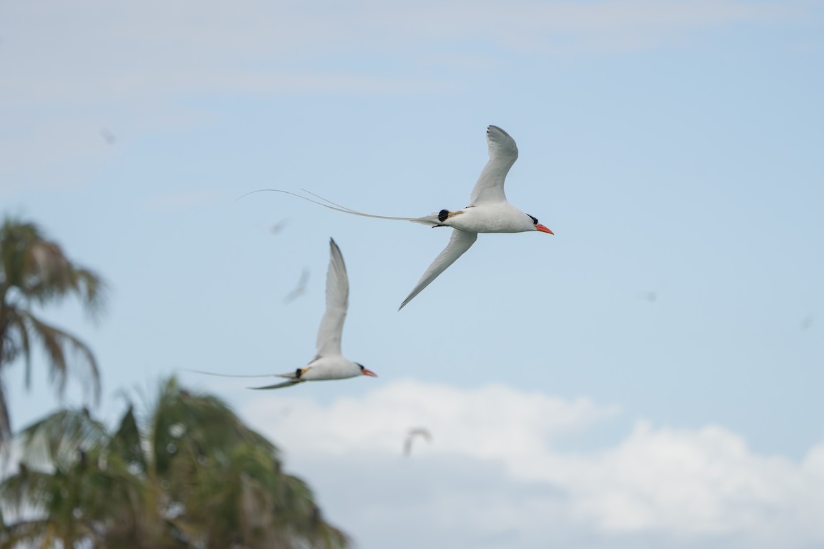 Red-billed Tropicbird - ML642939765