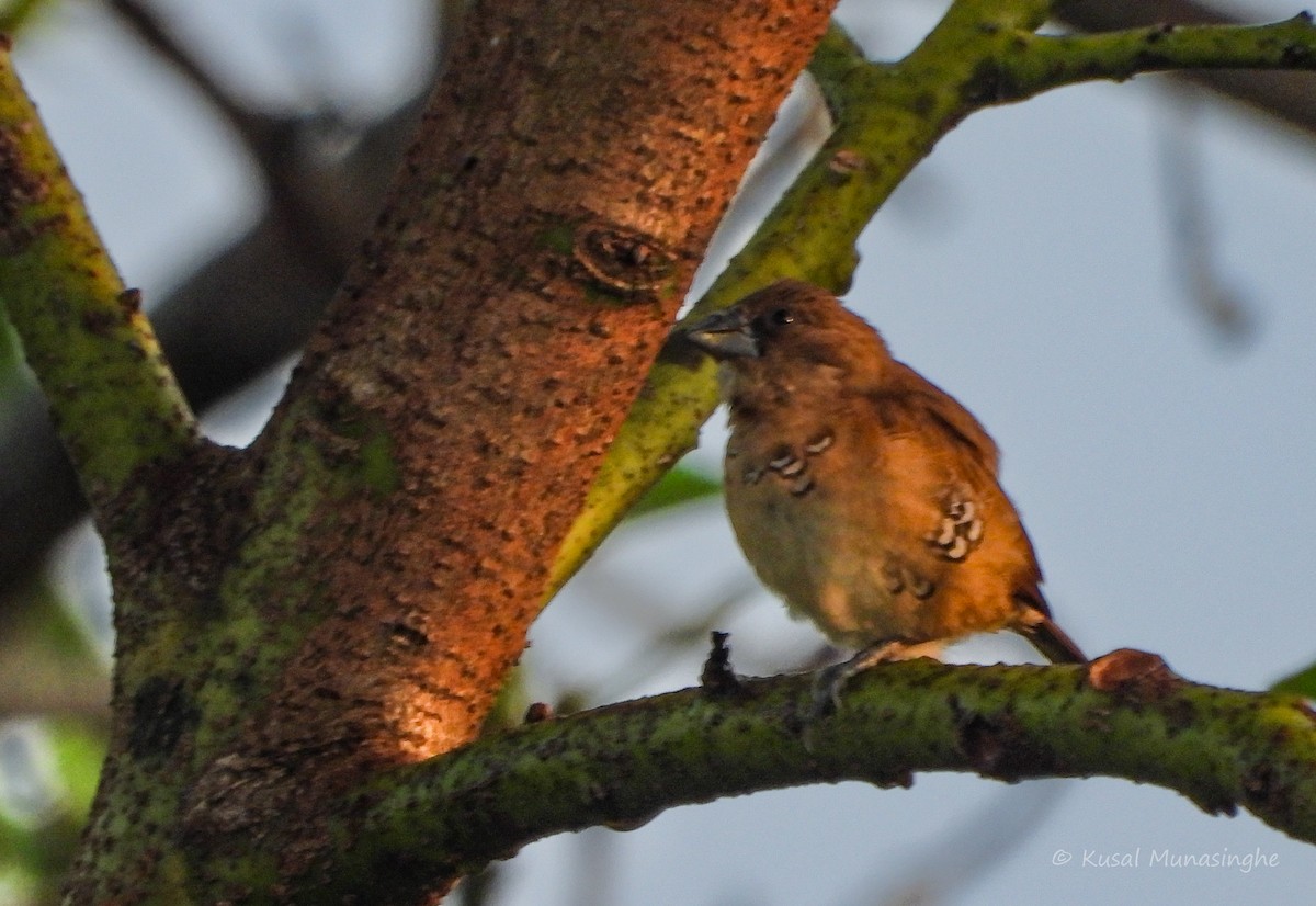 Munia pettosquamato - ML642939788
