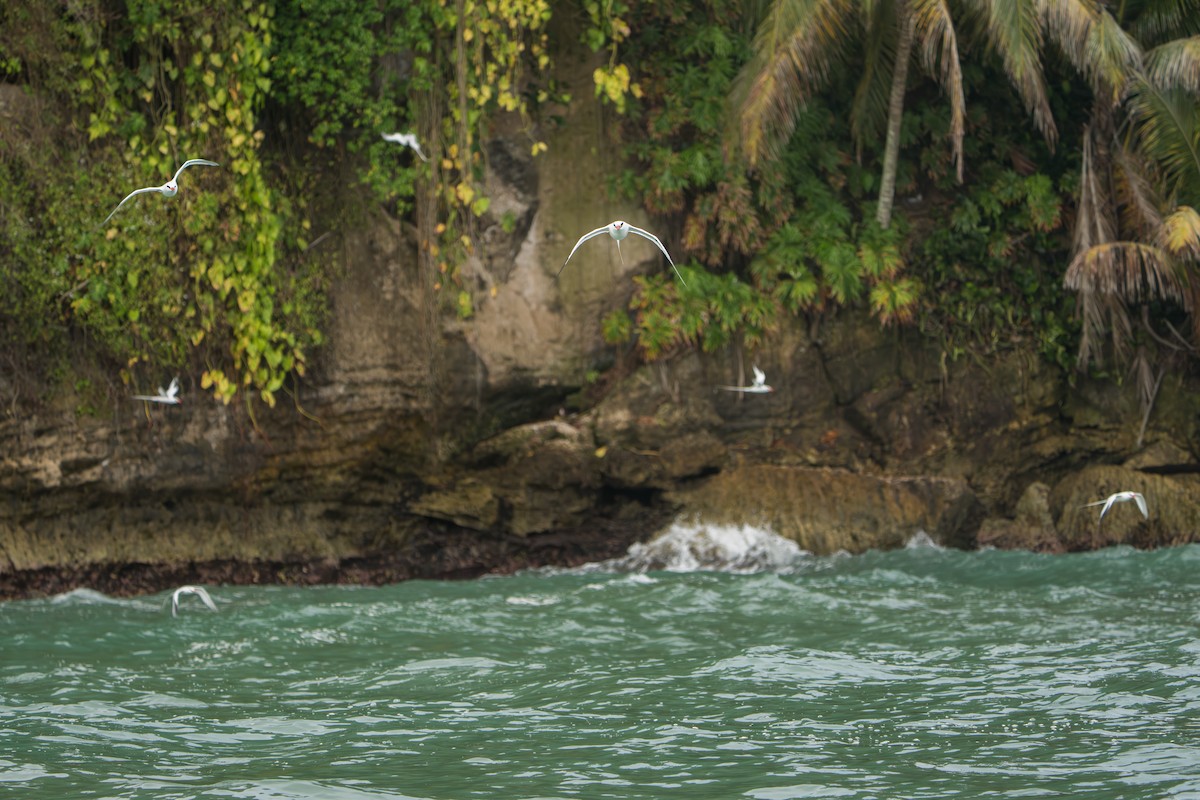 Red-billed Tropicbird - ML642939795