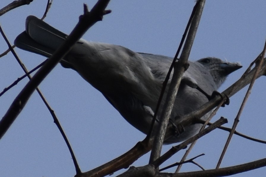 Sayaca Tanager - ML642939814