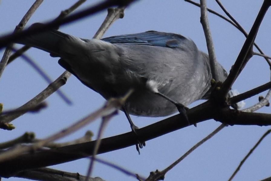 Sayaca Tanager - ML642939815