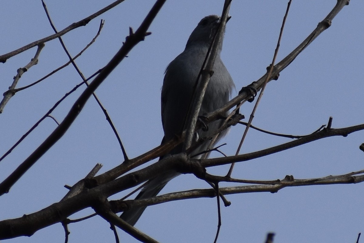 Sayaca Tanager - ML642939816