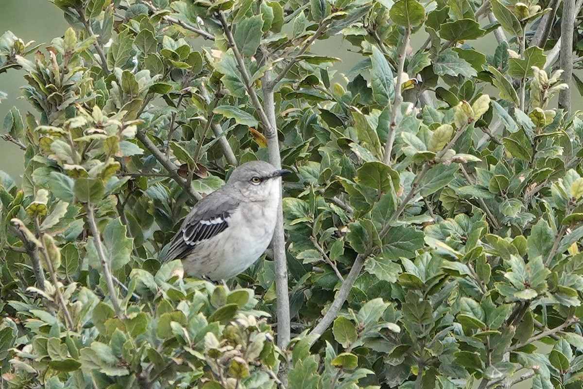 Northern Mockingbird - ML642939826