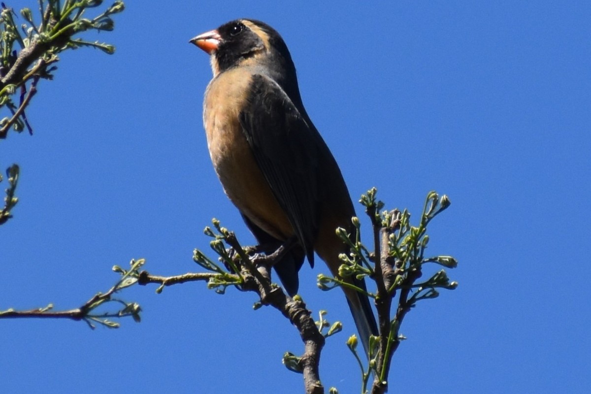 Golden-billed Saltator - ML642939891