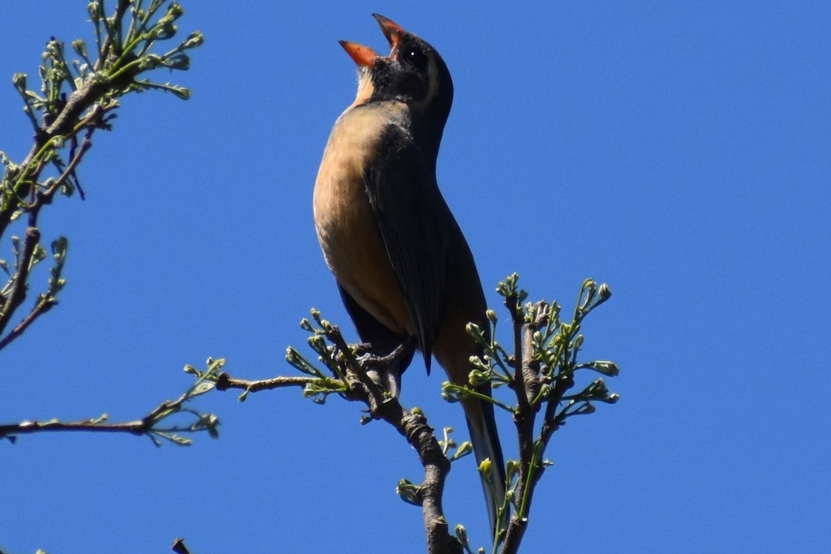 Golden-billed Saltator - ML642939892