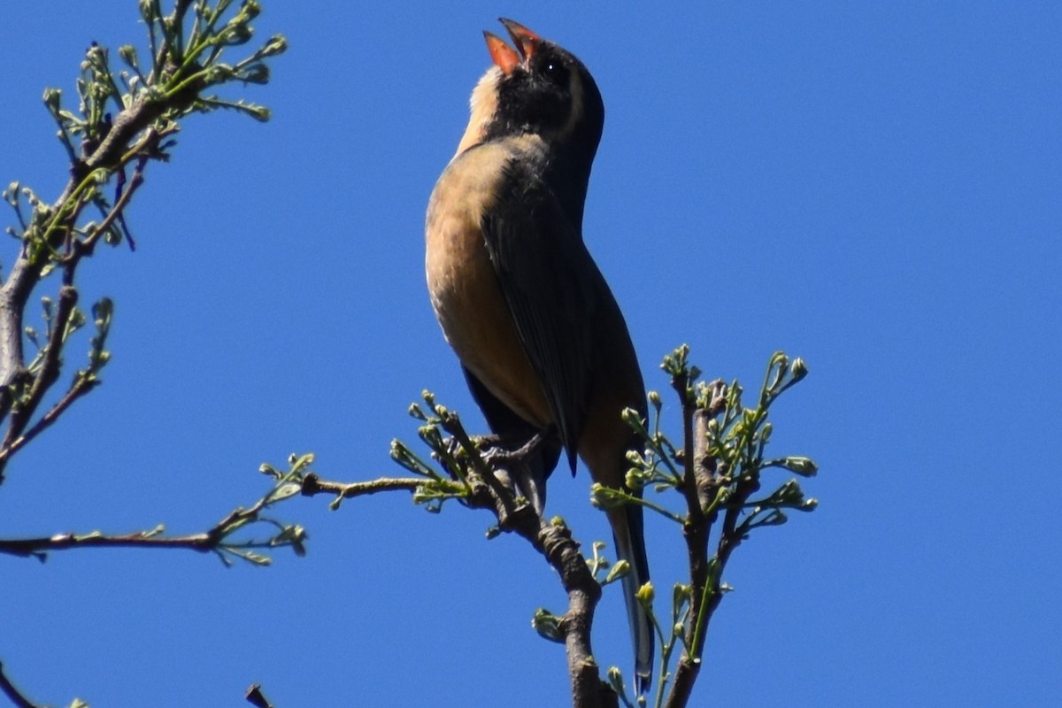 Golden-billed Saltator - ML642939893