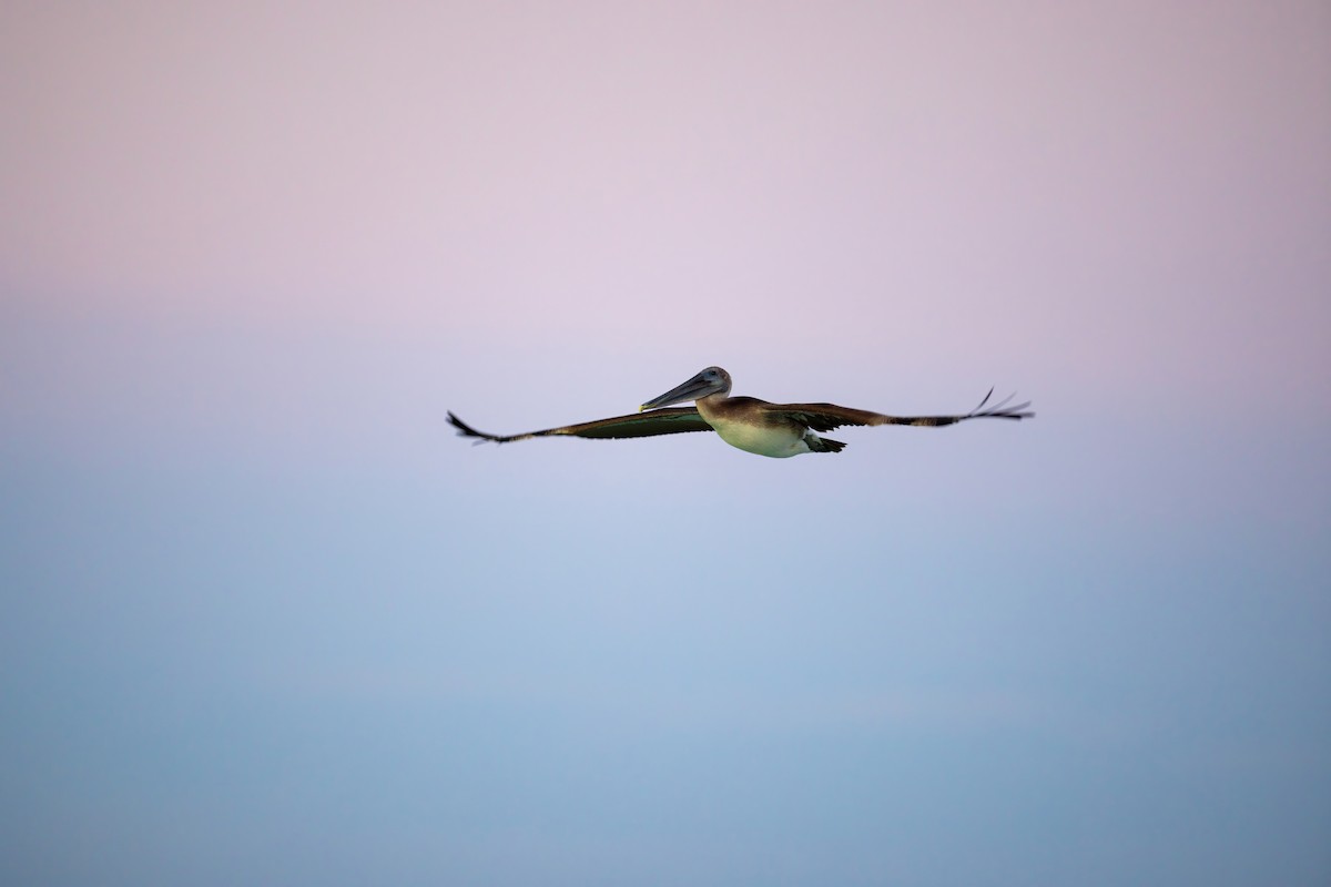 Brown Pelican - ML642939895