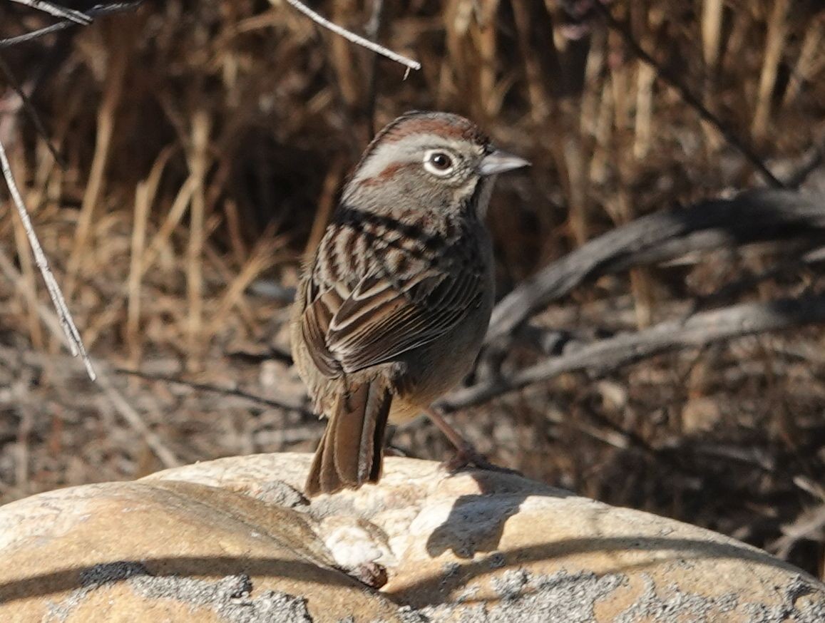 Rufous-crowned Sparrow - ML642939901