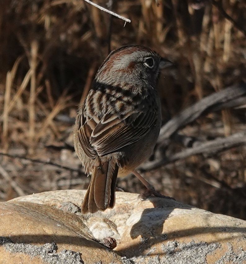 Rufous-crowned Sparrow - ML642939903