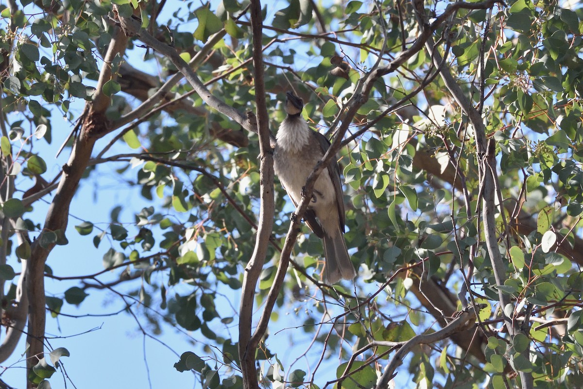 Noisy Friarbird - ML642939909