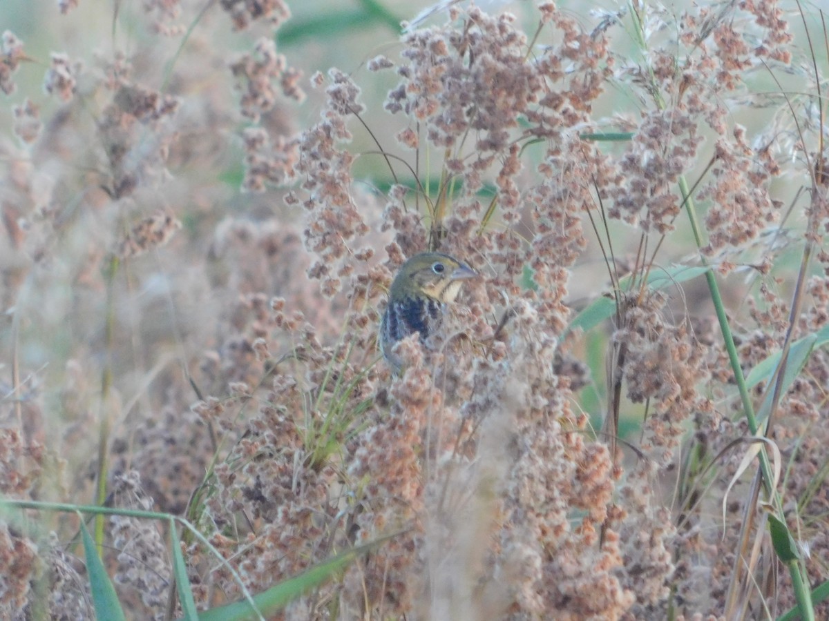 Henslow's Sparrow - ML642939910