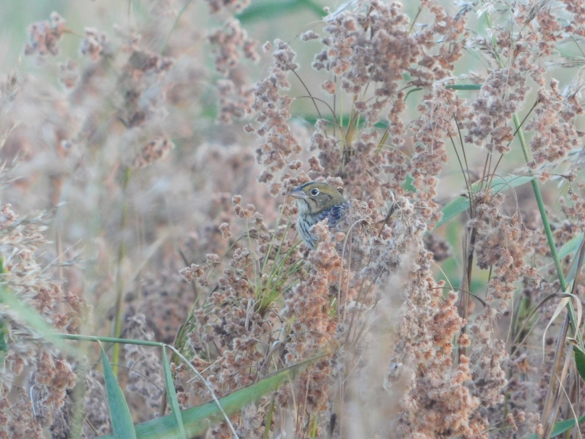 Henslow's Sparrow - ML642939912