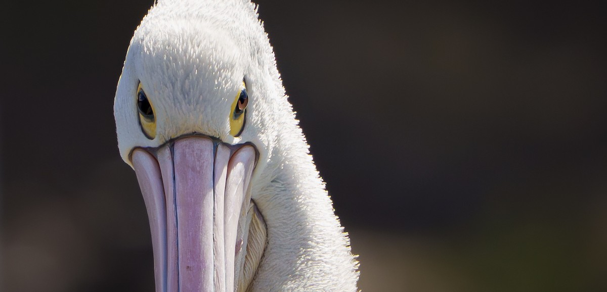 Australian Pelican - ML642939923